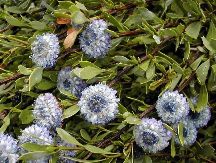 Globularia alypum 2